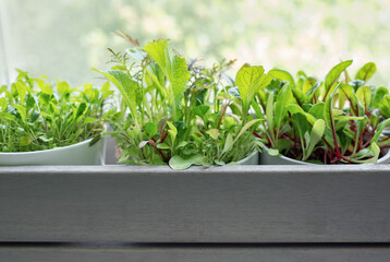 Fresh Herbs Grown in White Pots Inside a Gray Wooden Box