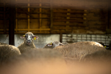 Cute sheep in a stable on a farm