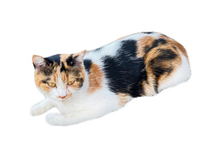 Cute cat in sitting position on white background.with clipping path