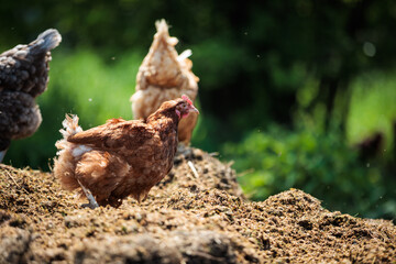 Hen in a farmyard (Gallus gallus domesticus)