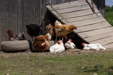 Hen in a farmyard (Gallus gallus domesticus)