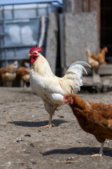 Hen in a farmyard (Gallus gallus domesticus)