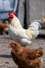 Hen in a farmyard (Gallus gallus domesticus)
