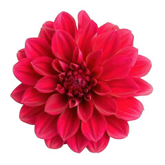 single beautiful red flower on white background 