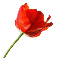 single beautiful red flower on white background 