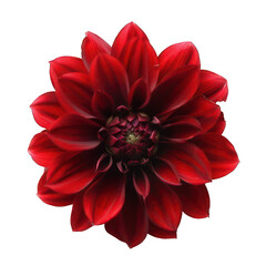single beautiful red flower on white background 