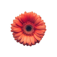 single beautiful red flower on white background 