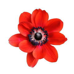 Fototapeta premium single beautiful red flower on white background 