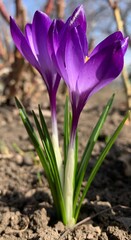 Spring primrose crocus, also known as saffron.