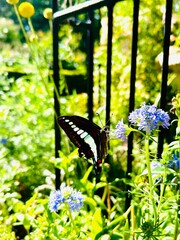 flower and butterfly