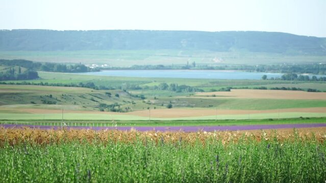 Tarragon. Lush tarragon field with rows of green herbs, herb cultivation, agricultural landscape, culinary ingredients, aromatic herbs. Organic agriculture harvesting agribusiness concept. Slow motion