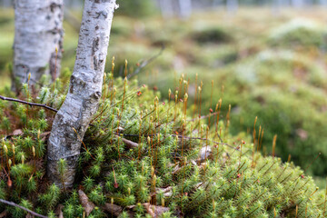 Closeup of peat moss patch in focus with beech trees during sunrise