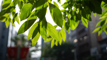綺麗な葉脈