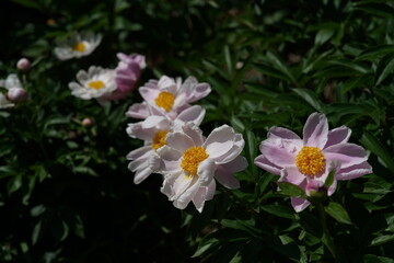 Faint Pink Flowers of Peony in Full Bloom