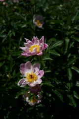 Faint Pink Flowers of Peony in Full Bloom
