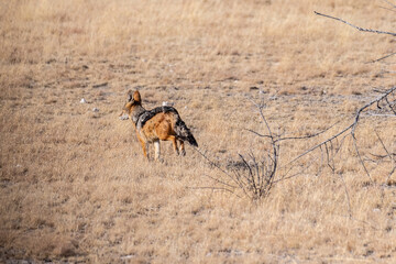 One side-striped Jackal -Canis Adustus- hunting for prey in Etosha National Park, Namibia, around sunset.