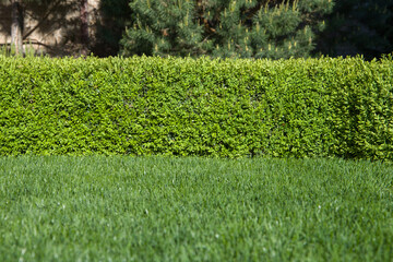 Green lawn and border of boxwood in the garden. Landscaping