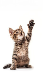 Obraz premium Cute Tabby Kitten Reaching Up with Paw on PNG Cutout Transparent Background