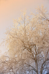 Frozen, trees and snow with sunrise, winter and landscape for Denmark nature background. Environment, sunshine and rural chill for christmas holiday, tranquil frost and peaceful ice oak with serenity