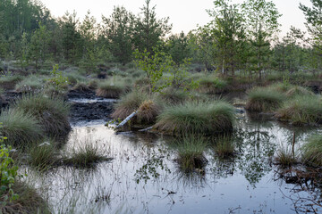 Grass patches in swamp water in morning sun