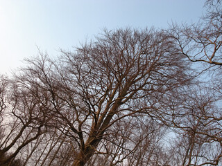 Morning, sunrise and trees in forest, branches and outdoor in environment, calm and woods in park. Landscape, sustainability and growth in nature, plants and ecology in village for adventure in fall