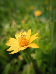 small insect setting on yellow flower. Amazing stock photography