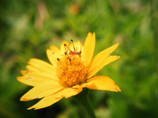 small insect setting on yellow flower. Amazing stock photography