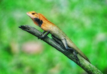 Red lizard on tree. amazing stock photo