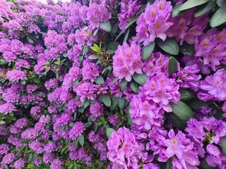 wonderful blooming flowers in Dresden, Saxony