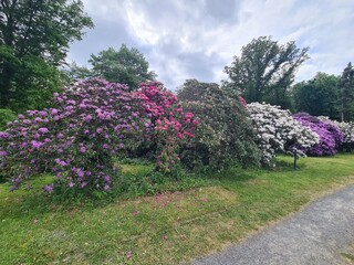 Obraz premium blooming season at the dresden palace garden