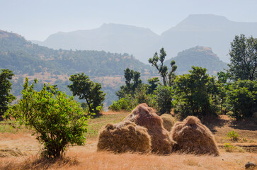 Heaps of rice straw in paddy field. The rice field at Bhandardara, Maharashtra, India, Asia.