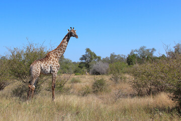 Giraffe / Giraffe / Giraffa camelopardalis