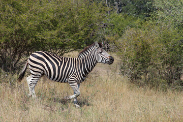 Steppenzebra / Burchell's zebra / Equus quagga burchellii.