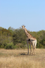 Giraffe / Giraffe / Giraffa camelopardalis