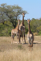 Giraffe / Giraffe / Giraffa camelopardalis