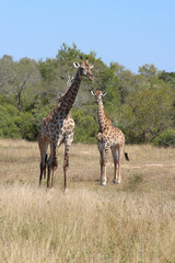 Giraffe / Giraffe / Giraffa camelopardalis