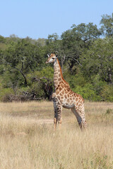 Giraffe / Giraffe / Giraffa camelopardalis