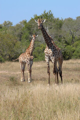 Giraffe / Giraffe / Giraffa camelopardalis