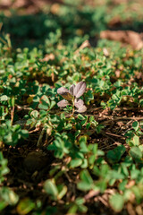 beautiful grass in a park