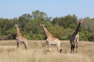 Giraffe / Giraffe / Giraffa camelopardalis