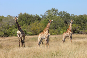 Giraffe / Giraffe / Giraffa camelopardalis