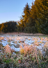 Trees, woods and snow on grass for winter weather, nature wallpaper and Christmas holiday with blue sky. Countryside, frozen ground and ice on field with fresh air for peace and vacation in Canada