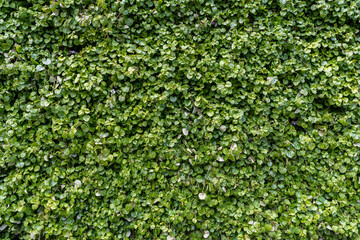 Green grass wall texture for background design. The background of the eco-wall is made of green natural plants.