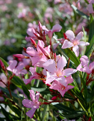 Nerium oleander known as oleander or rosebay