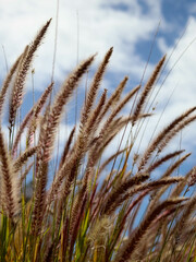 Pennisetum – tropical grass, buffelgrass plant backgroun