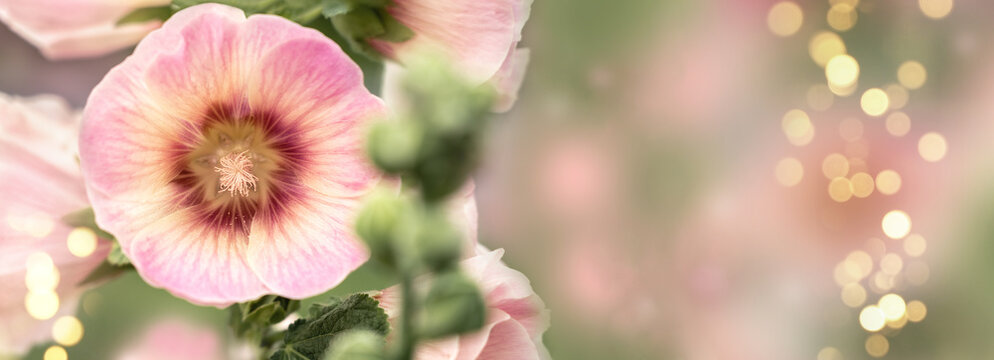 Pink background of malva flower with blurred shining bokeh on summer meadow. Greeting card. Summer or spring floral composition. Copy space