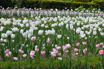 city park with a bed of tulips. White and pink tulips in a flowerbed in the park