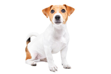 Cute Jack Russell Terrier puppy sitting isolated on white background