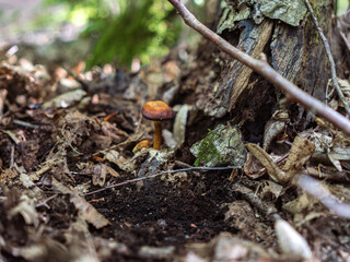 close-up photo of a mashroom growing in the forest