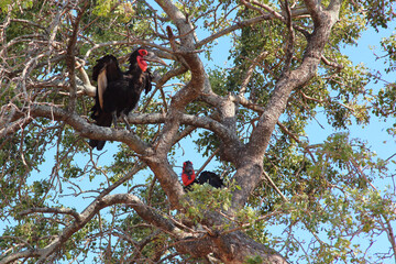 Kaffernhornrabe / Southern ground hornbill / Bucorvus leadbeateri